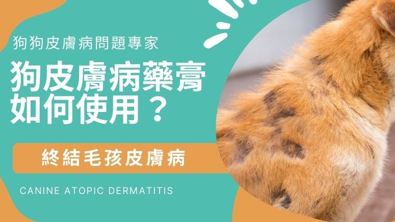 狗狗皮膚病藥膏如何挑選呢？