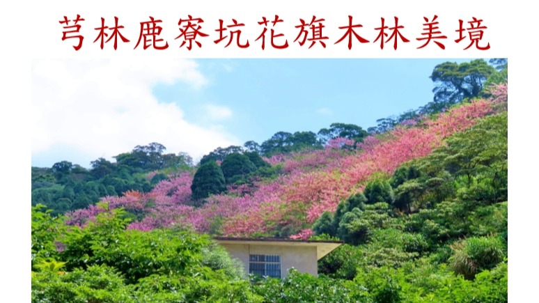 2023芎林鹿寮坑花旗木林美境 提早開花至入夏季前賞花最美可掌握五月底