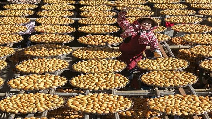 新埔柿餅節最熱賣的除了柿餅，還有網路爆紅新埔在地檸檬茶