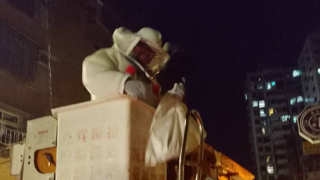 桃園捕蜂捉蛇大隊  深夜摘除蜂窩  守護民眾財產及身心安全