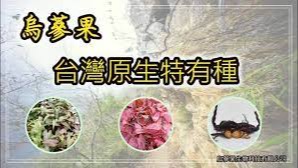 入秋濕氣重 神秘烏蔘果是您健康最有價值的投資