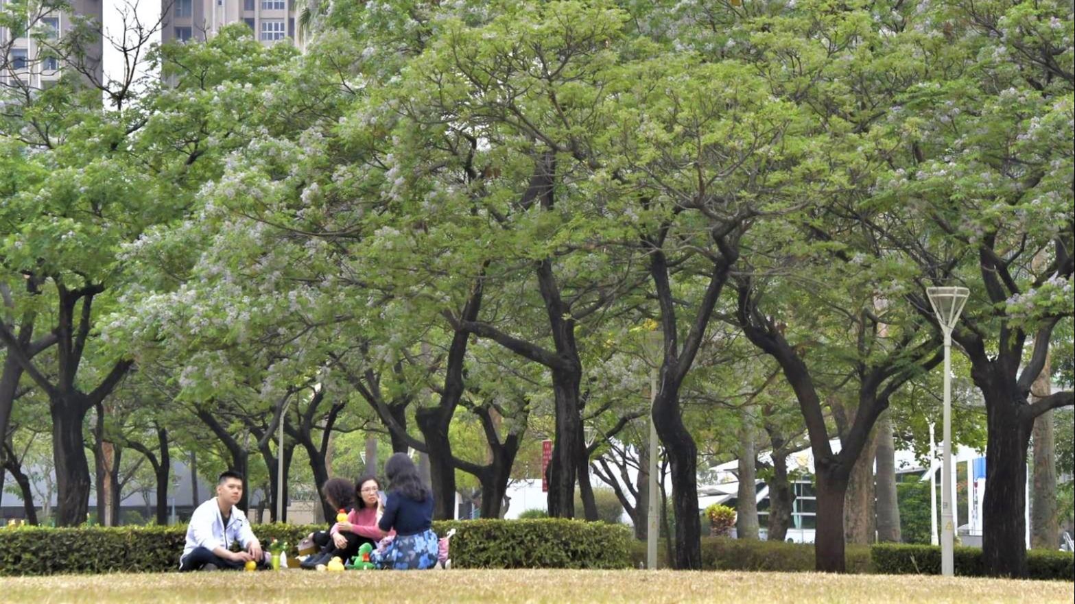 春暖花開高雄公園綠地道路楝樹綻放浪漫紫花