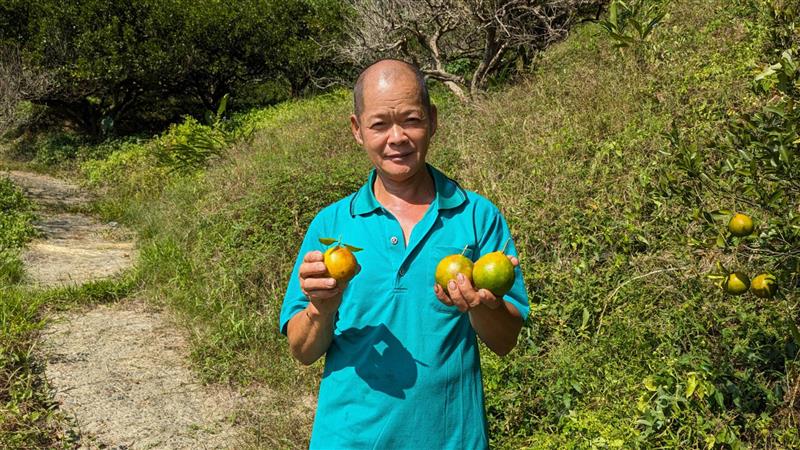 台中農夫陳文彬堅守無農藥信念，文彬農場耕種出有機椪柑與桶柑