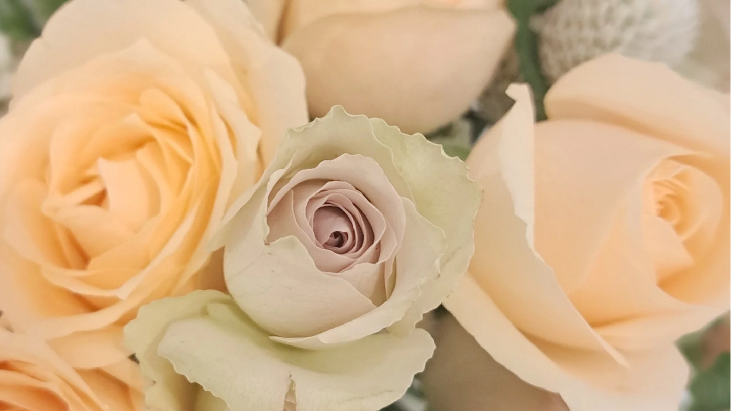 南港花店『唯花森活』情人節特集：求婚花禮精選，愛在浪漫季