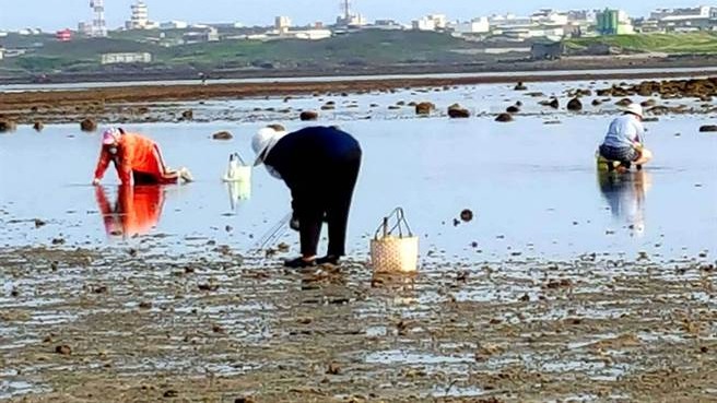 北海岸稀有海鮮「珠螺」　鹽漬、燒烤、辣炒皆美味