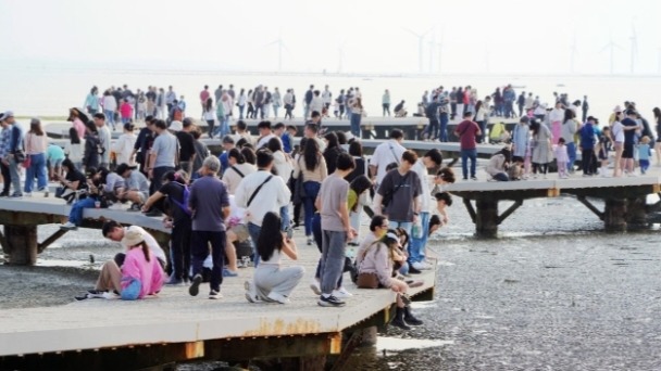 三棘鱟幼鱟族群連年穩定現蹤，竹市香山濕地棲地復育展成效！