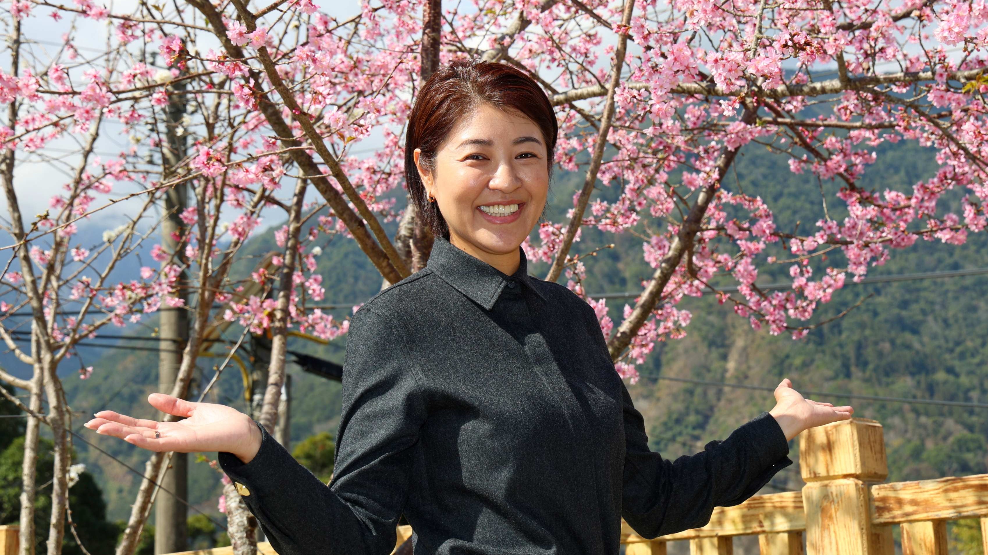 最美茶鄉櫻花季登場！信義草坪頭4,000棵櫻花迎賓 縣長許淑華邀您春節來南投賞花、泡湯、看燈會