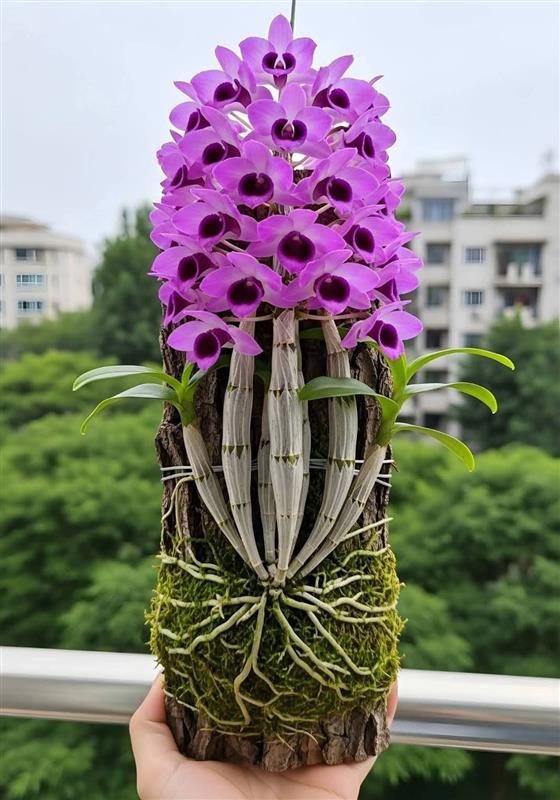 相關圖片