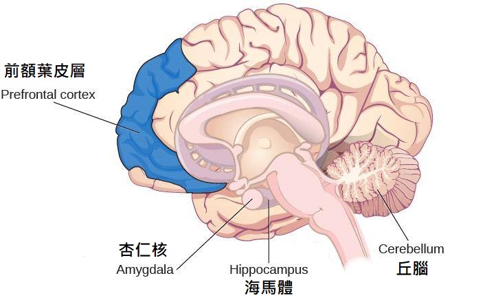相關圖片