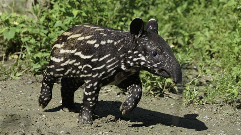 「貘花豆」戶外初體驗 可愛破表榮登「萌」主